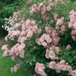 Rosa Polyantha The Fairy