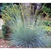 10x Festuca glauca 'Elijah Blue'