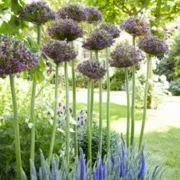 Allium Magic