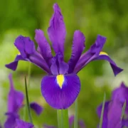 Iris Hollandica Valentine