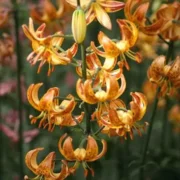 Lilium (lelie) Martagon Sunny Morning