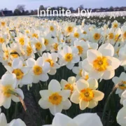 Narcis Infinite Joy