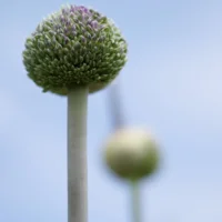 Allium Summer Drummer