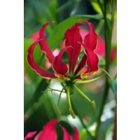 Gloriosa Rotschildiana