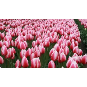 Tulp Darwin Russian Princess