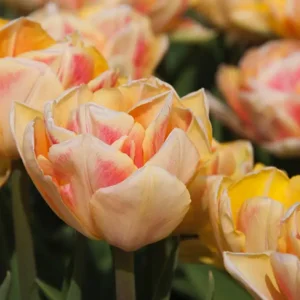 Tulp Dubbele Vroege Foxy Foxtrot