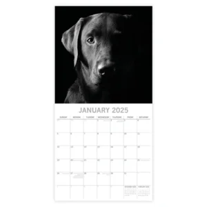 Kalender - 2025 - Dog portraits - 30x30cm