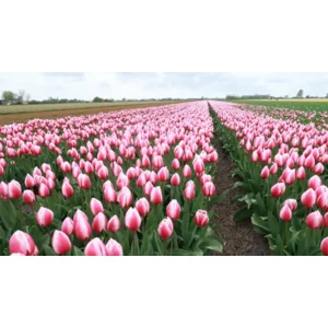 Tulp Darwin Russian Princess