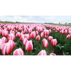 Tulp Darwin Russian Princess