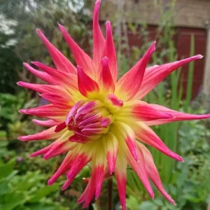 Dahlia Electric Flash