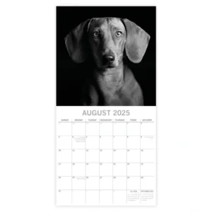 Kalender - 2025 - Dog portraits - 30x30cm