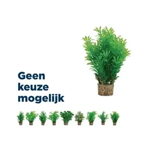 Zolux ornament pastic plant op steen neutraal assorti 20x10x10 cm