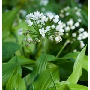 Allium Cowanii