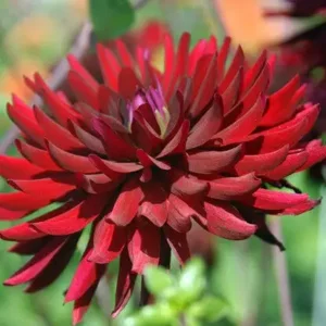 Dahlia Chat Noir