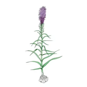 Liatris spicata