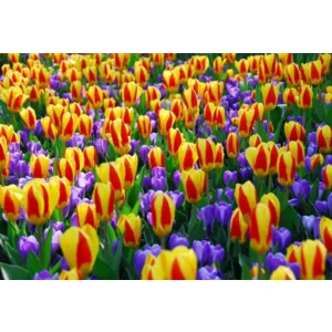 Botanische Tulp Stresa