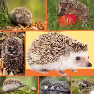 Boek - Welk dier hoor ik hier - In de natuur - Met geluid - 1+