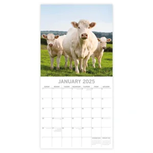 Kalender - 2025 - Cows - 30x30cm