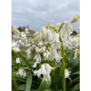 Scilla non-scripta (Hyacinthoides) Alba