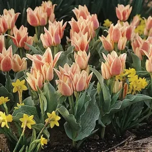 Tulp (Botanisch) Quebec