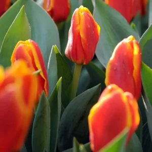 Botanische Tulp Stresa