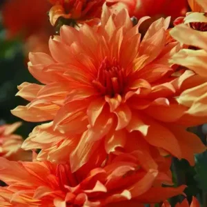 Dahlia Autumn Fairy