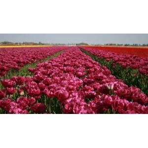 Tulp Dubbele Late Backpacker