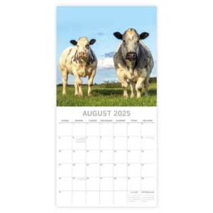 Kalender - 2025 - Cows - 30x30cm