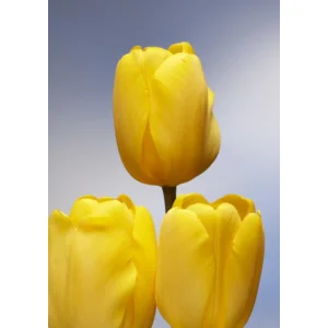 Tulp Darwin Golden Apeldoorn