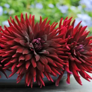 Dahlia Chat Noir