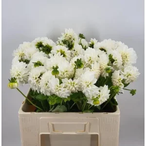 Dahlia Boom Boom White