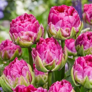 Tulp Dubbele vroege Wicked in Pink®