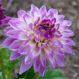 Dahlia Blue Wish