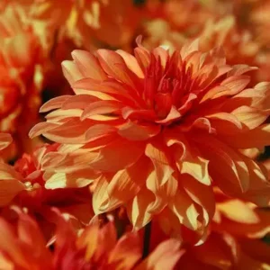 Dahlia Autumn Fairy