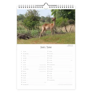 Maand kalender - 2025 - Dutch wildlife - 23,5x33,5cm