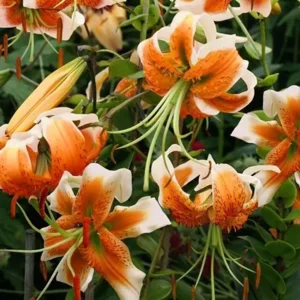 Lilium (lelie) Lady Alice