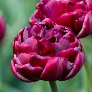 Tulp Dubbele Late Black Hero