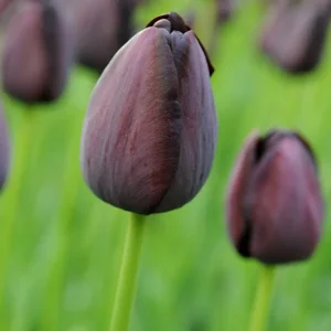 Tulp Enkele late Queen of Night