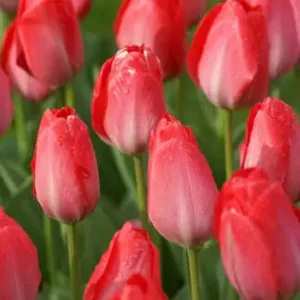 Tulpen Darwin Van Eijk