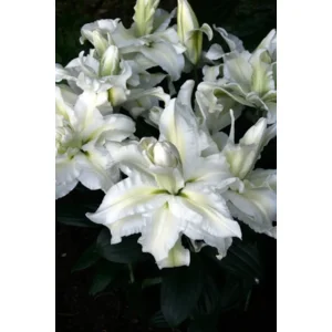 Lilium (lelie) Empress Zanloremp