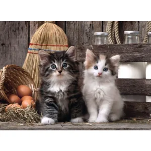 Clementoni High Quality collection puzzel - Kittens - 1000 stukjes