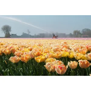 Tulp Dubbele Vroege Foxy Foxtrot