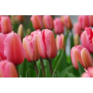 Tulp Darwin Pink impression