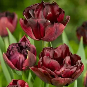 Tulp Dubbele Vroege Palmyra