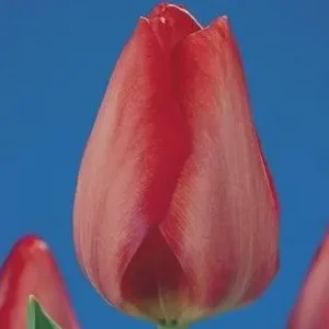 Tulp Darwin Van Eijk