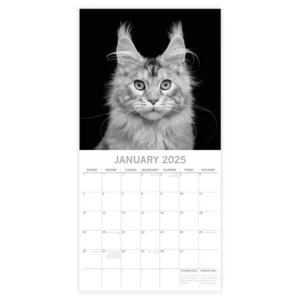 Kalender - 2025 - Cat portraits - 30x30cm