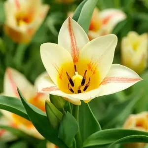 Tulp (Botanisch) Quebec