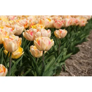 Tulp Dubbele Vroege Foxy Foxtrot