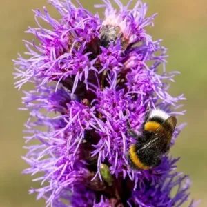 Liatris spicata