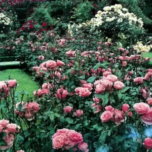 Rosa Floribunda Queen Elisabeth